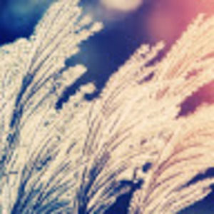 Meet your Posher, Bridget